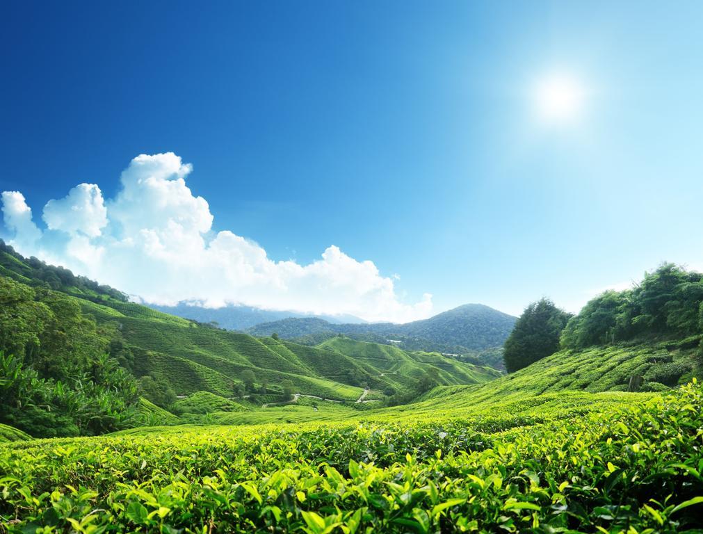 Homestay Cameron Highlands Mikayla 외부 사진